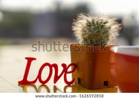 Cactus and love with natural bokeh background, Valentines Day concept 