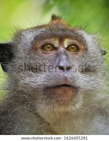Close up of monkey face
