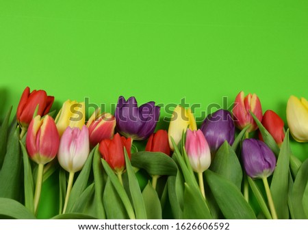 Springtime - Beginning of the year- Tulips on colored background