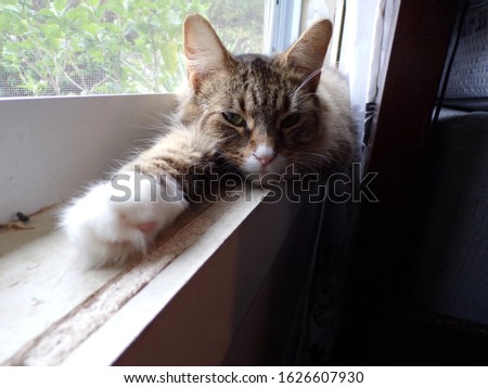 Furry cat laying in window sunbathing