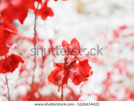 Flower red color background vintage beautiful blurred. Romance frame floral colorful Chinese new year and valentine cerebration.