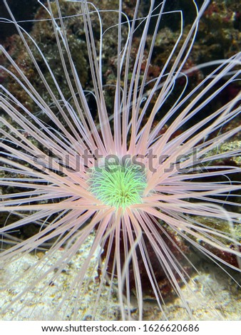 Beautyfull anemone in an aquarium with blacklight