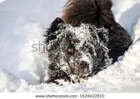 Dog playing in snow. Funny Dog put his face in the snow. Curious young black dog exploring and having a fun in snow. Happy Mixed breed dog enjoy in winter.