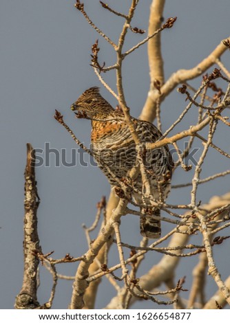 Ruffed grouse perched on poplar tree eating seeds