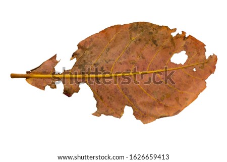 Leaves on a white background Terminalia catappa (clipping path)