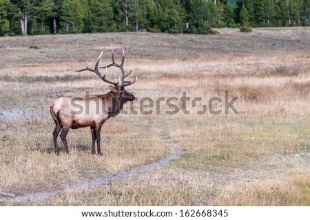 Picture of wild elk in Yellowstone NP.