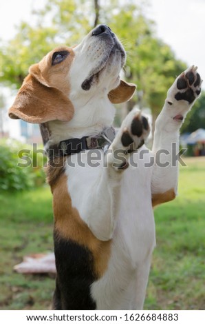 The Beagle dog stand upright, stood still, with eyes in focus, raised his hands in the park with green natural background by a high speed shutter technique.