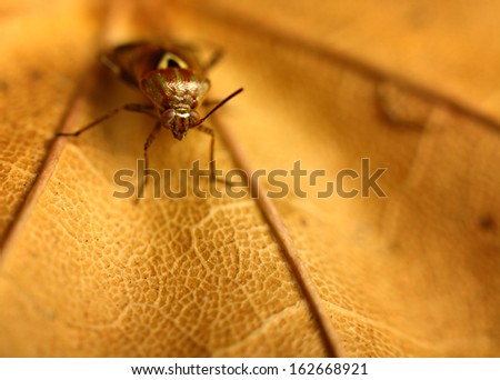 insects on a beautiful background 