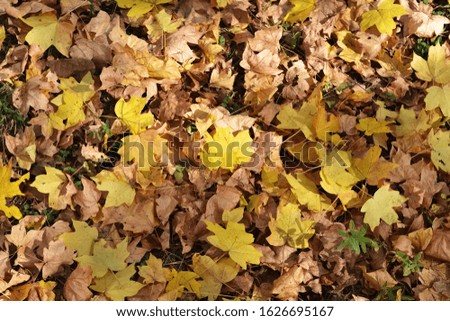 bright yellow burning foliage close-up under side lighting, background. pixel by pixel sharpness