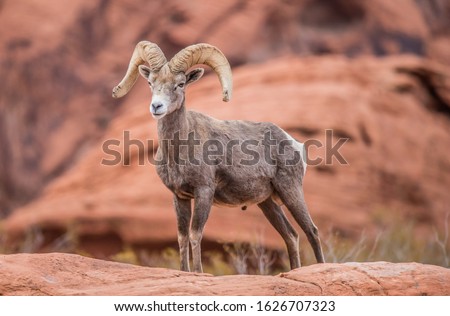 Flaming Gorge desert bighorn sheep on red rocks Royalty-Free Stock Photo #1626707323