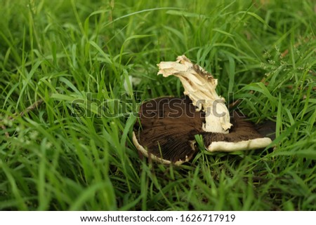 Closeup of a large white mushroom in the green grass
