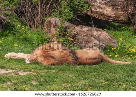 Panthera leo - Lion lies on its side and basks in the sun.