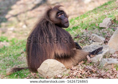Papio - Baboon sits in the garden and looks around