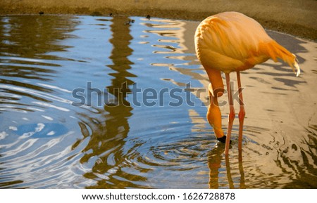 American Flamingo, Phoenicopterus ruber, native to tropical America