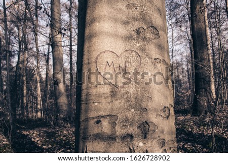 M+F framed in heart. Romantic message engraved on a tree.