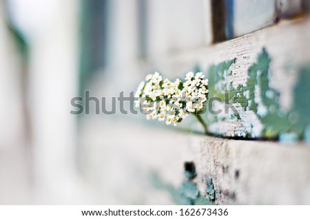 Floral heart on a wooden background