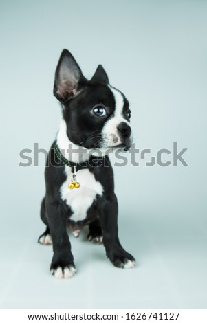 Cute boston terrier puppy looking at camera in gray background