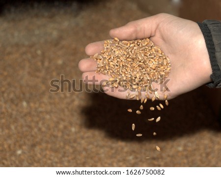 wheat grain harvest in the hands of a farmer peasant