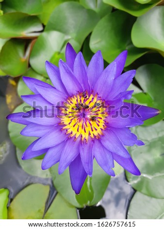 Pictures of purple lotus flower blooming with yellow pollen and the bees Take a close up and the lotus leaf on the back does not close up.