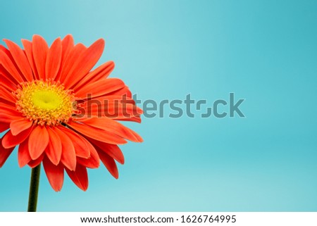 salmon colored gerbera flower isolated on turqouise background