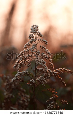 Beautiful flower plant in magic warm color morning light as nature background