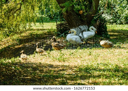 White swans and ducks on green bank of lake