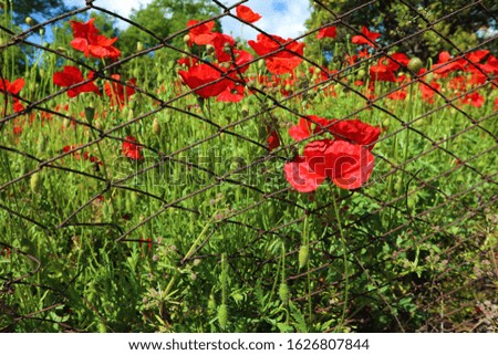 red poppies flowers close up on a green background of a field behind an iron fence