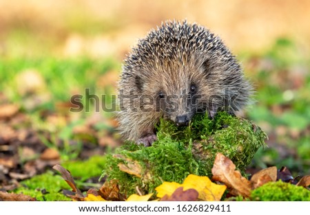 Hedgehog (Latin name: Erinaceus europaeus) wild, native  hedgehog in natural woodland habitat, with  green moss and grass.  Clean background.  Facing forward.  Close up. Horizontal.  Space for copy