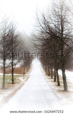 Path between trees, foggy day