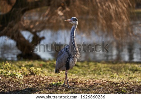 Picture of the adult grey heron, Ardea cinerea, is a long legged predatory wading bird native throughout temperate Europe and Asia and also parts of Africa. Herons are members of the family Ardeidae. 
