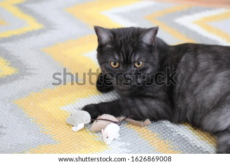 british gray cat and mouse