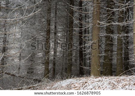 
fairytale picture in a frozen forest