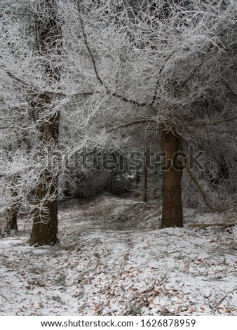 
fairytale picture in a frozen forest