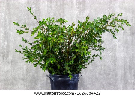 fresh greens on a decorative background eucalyptus