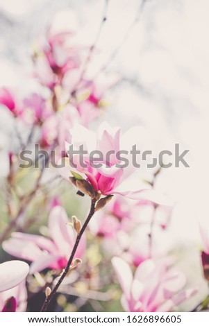 Beautiful blooming tree of pink magnolia, closeup of flourishing branch, symbol of spring. Floral petal natural background for wallpaper, postcard. Delicate blossom. Selective focus.