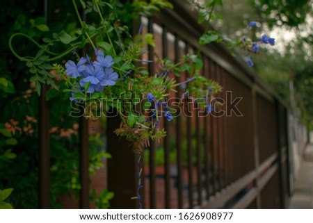 Wall of blue flowers with perspective