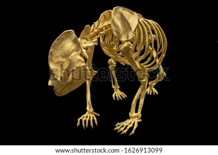 Full Complete isolated Skeleton from Panda Bear Anatomy skeletton . front view