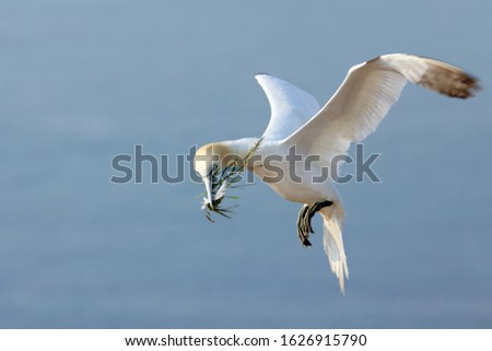 The northern gannet (Morus bassanus) landing with nesting material in his beak, with sea water on background. Helgoland, Germany
