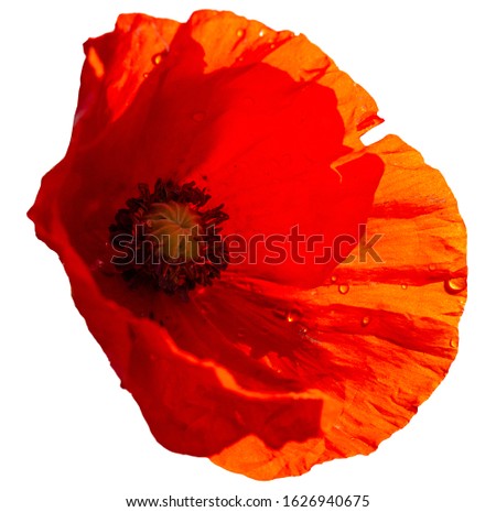 Red poppy flower isolated on white. Remembrance poppy