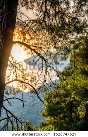 The dense forests of Skopelos Island covered by pine trees. Skopelos island is one of the greenest of Europe, located in Sporades, Aegean sea, Greece