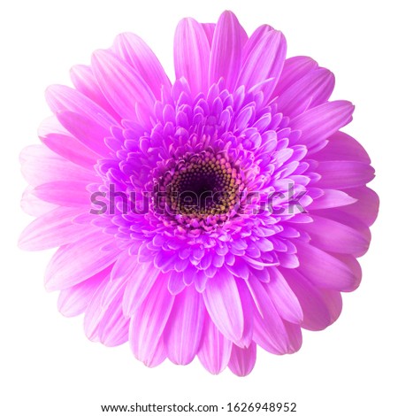 Pink gerbera flower isolated on white background. Flat lay, top view