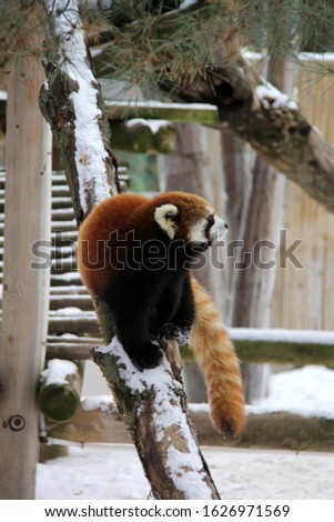Red panda walking on a branch
