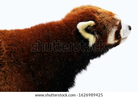 Close up of a red panda with white background