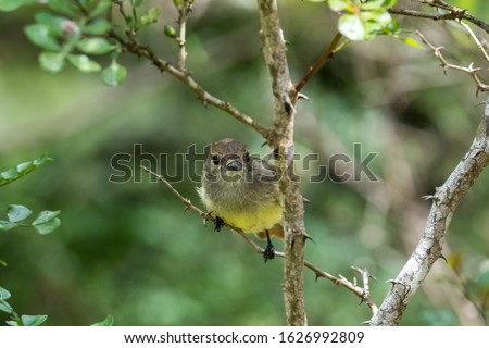 Small yellow bird hanging from a tree brunch in the forest at Floreana Island, Galapagos, Ecuador