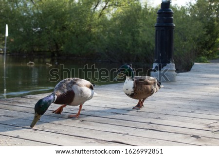 Romantic duck couple in waterloo park, Ontario