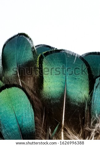 Shiny green feathers close up