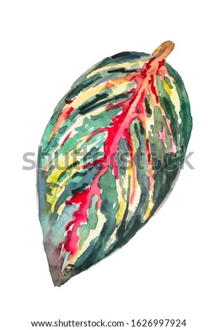 Hand watercolor illustration - bright multi-colored tropical leaf isolated on white background                              