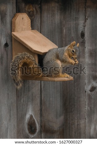 Fox Squirrel on a feeder box