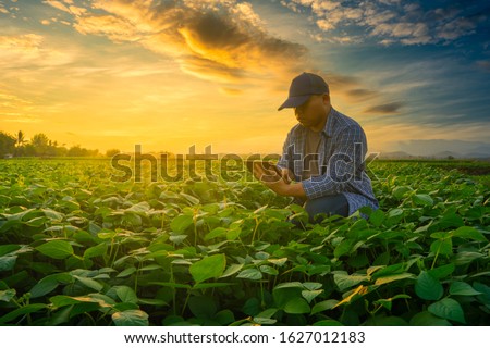 smart farmer concept using smartphone in mung bean garden with light shines sunset, modern technology application in agricultural growing activity Royalty-Free Stock Photo #1627012183