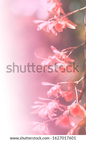 pink orchid flower blooming background